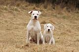DOGUE ARGENTIN 074